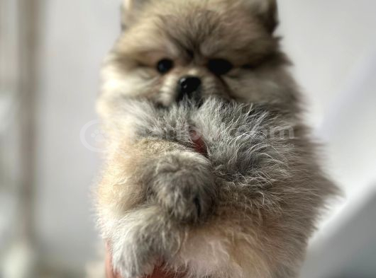 Pomeranian Bebekler Için Iletişime Geçebilirsiniz görsel