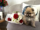 Pomeranian Bebekler Için Iletişime Geçebilirsiniz