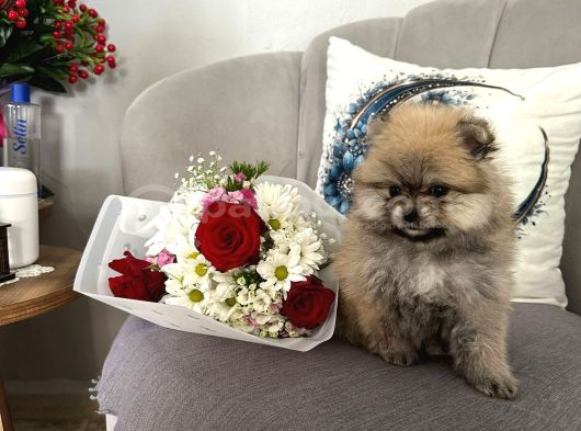 Pomeranian Bebekler Için Iletişime Geçebilirsiniz görsel