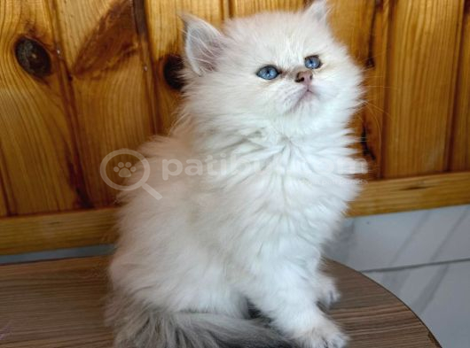 Top Suratlı Safkan Britsh Yavrularım görsel