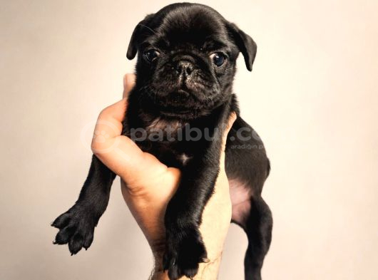 Hamburger Surat Pug Mops Yavrularımız görsel