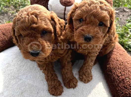 Tea Cup Poodle Bebeklerimiz Hazır