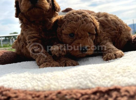 Tea Cup Poodle Bebeklerimiz Hazır görsel