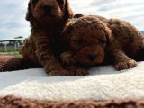 Tea Cup Poodle Bebeklerimiz Hazır