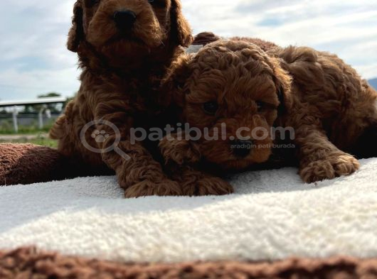 Tea Cup Poodle Bebeklerimiz Hazır görsel