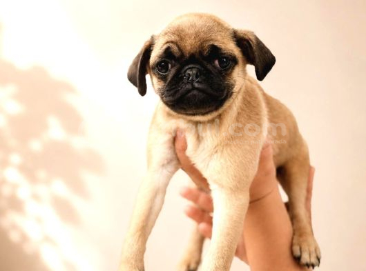 Hamburger Surat Pug Mops Yavrularımız