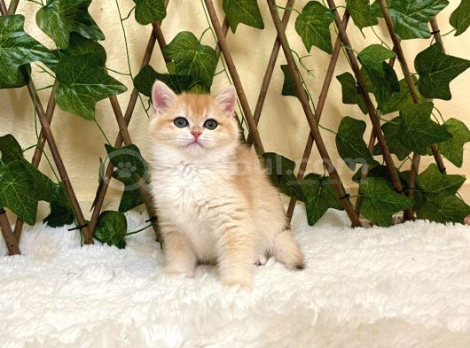 Ny12 Dişi İrina British Shorthair Golden