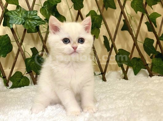 Golden Ny1233 Dişi British Shorthair