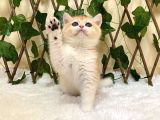 NY12 Dişi British Shorthair Golden