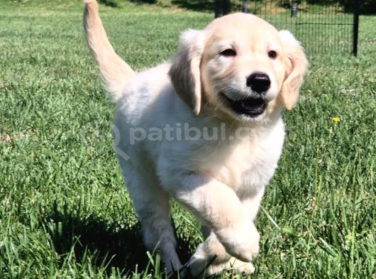 Efsane Güzel Golden Yavrulari̇ İstanbul görsel