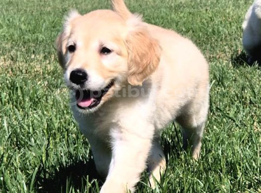 Efsane Güzel Golden Yavrulari̇ İstanbul görsel