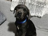 Blue Erkek Cane Corso Yavru