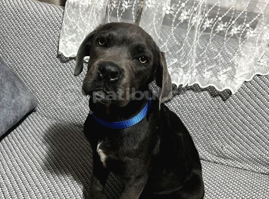 Blue Erkek Cane Corso Yavru görsel