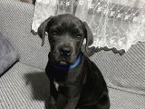Blue Erkek Cane Corso Yavru