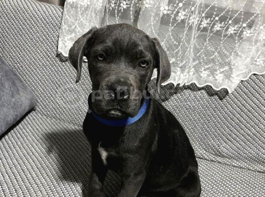 Blue Erkek Cane Corso Yavru görsel