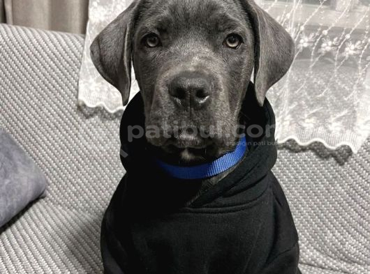 Blue Erkek Cane Corso Yavru