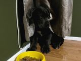 Blue Erkek Cane Corso Yavru