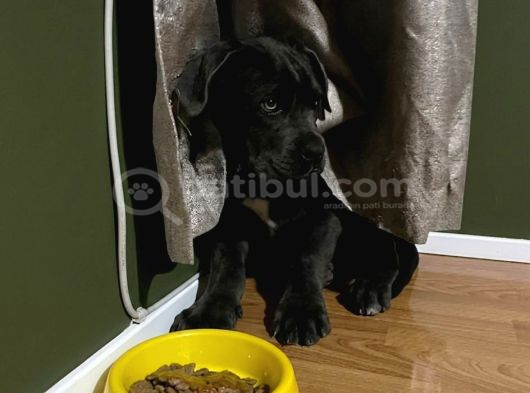Blue Erkek Cane Corso Yavru görsel