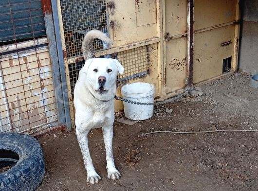 Anadolu Çoban Köpegi̇ Eni̇kleri̇ görsel