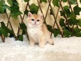 Ny12 Dişi İrina British Shorthair Golden