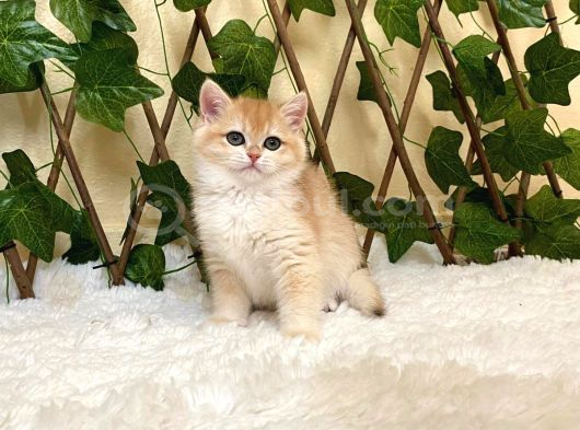 Ny12 Dişi İrina British Shorthair Golden görsel