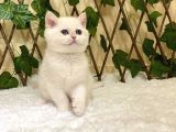 Golden Ny1233 Dişi British Shorthair