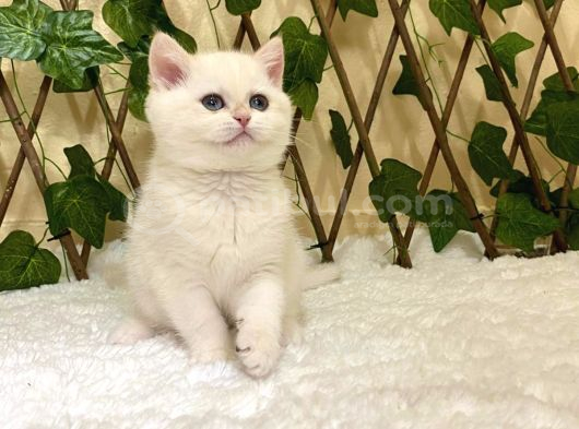 Golden Ny1233 Dişi British Shorthair görsel
