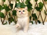 Ny12 Dişi British Shorthair Golden