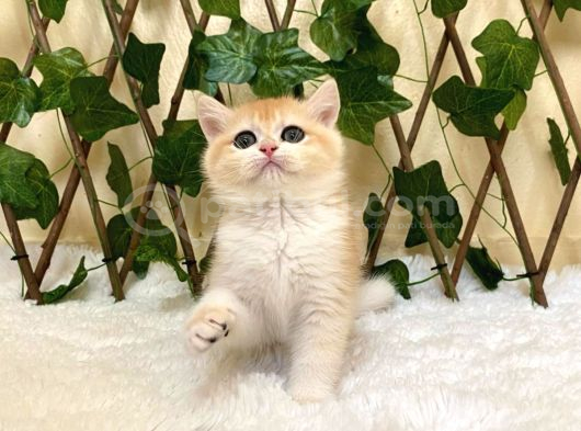Ny12 Dişi British Shorthair Golden görsel