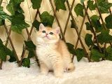 Ny12 Dişi İrina British Shorthair Golden