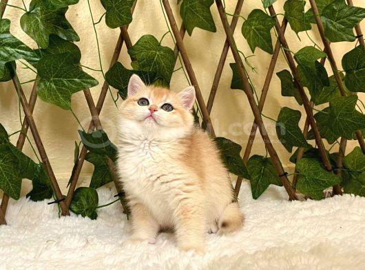 Ny12 Dişi İrina British Shorthair Golden görsel