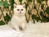 Golden Ny1233 Dişi British Shorthair