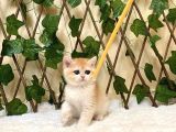 Ny12 Dişi British Shorthair Golden