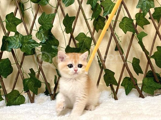 Ny12 Dişi British Shorthair Golden görsel