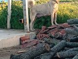 Anadolu Çoban Köpegi̇ Eni̇kleri̇