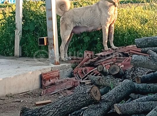 Anadolu Çoban Köpegi̇ Eni̇kleri̇ görsel