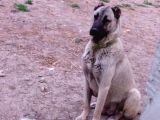 Anadolu Çoban Köpegi̇ Eni̇kleri̇