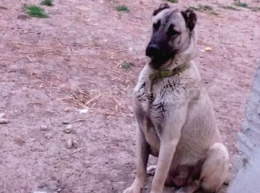 Anadolu Çoban Köpegi̇ Eni̇kleri̇ görsel