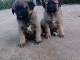ANADOLU ÇOBAN KÖPEGİ ENİKLERİ