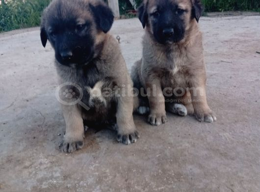 Anadolu Çoban Köpegi̇ Eni̇kleri̇