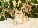 Ny12 Dişi İrina British Shorthair Golden