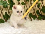 Golden Ny1233 Dişi British Shorthair