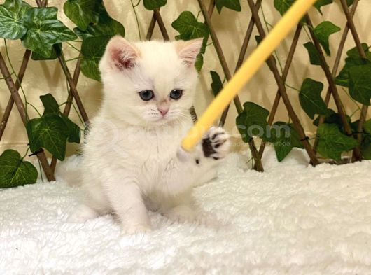 Golden Ny1233 Dişi British Shorthair görsel