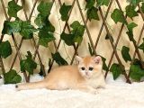 Ny12 Dişi British Shorthair Golden