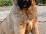 Anadolu Çoban Köpegi̇ Eni̇kleri̇