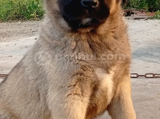 Anadolu Çoban Köpegi̇ Eni̇kleri̇ görsel