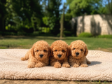 Bal Gibi Toy Poodle Yavruları
