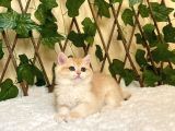 Ny12 Dişi İrina British Shorthair Golden