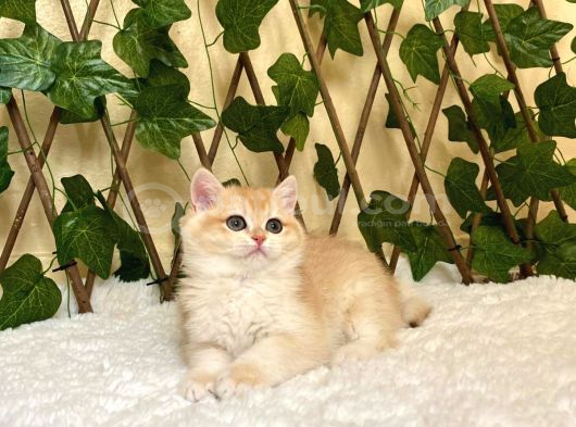 Ny12 Dişi İrina British Shorthair Golden görsel
