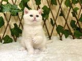Golden Ny1233 Dişi British Shorthair